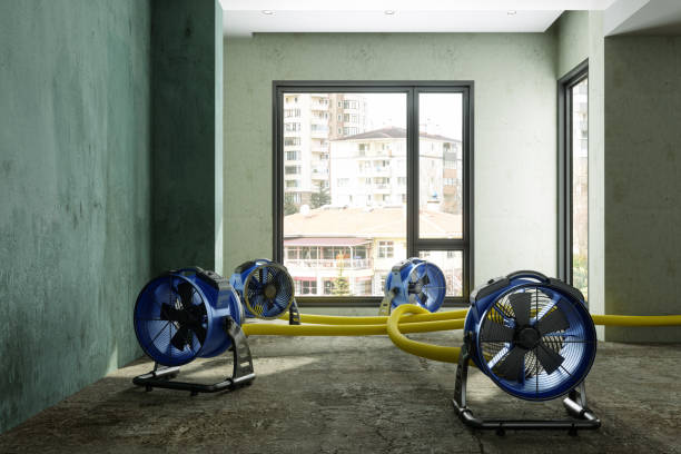 Best Basement water damage restoration  in Afton, WY
